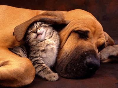 amicizia cane e gatto