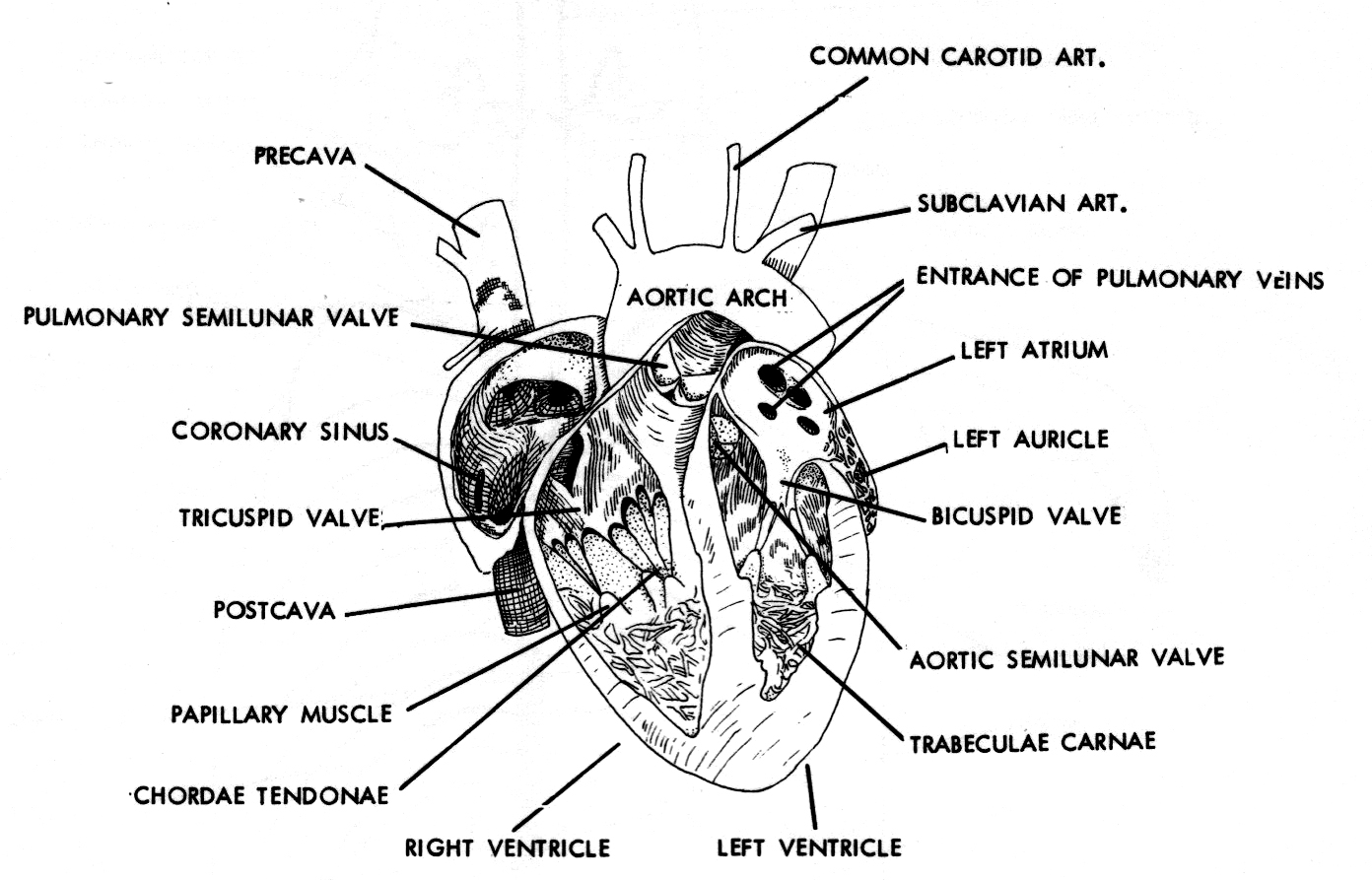 строение кровеносной системы черепахи. строение клапанов сердца. строение сердца в разрезе. строение сердца черепах. кровеносная система красноухой черепахи.