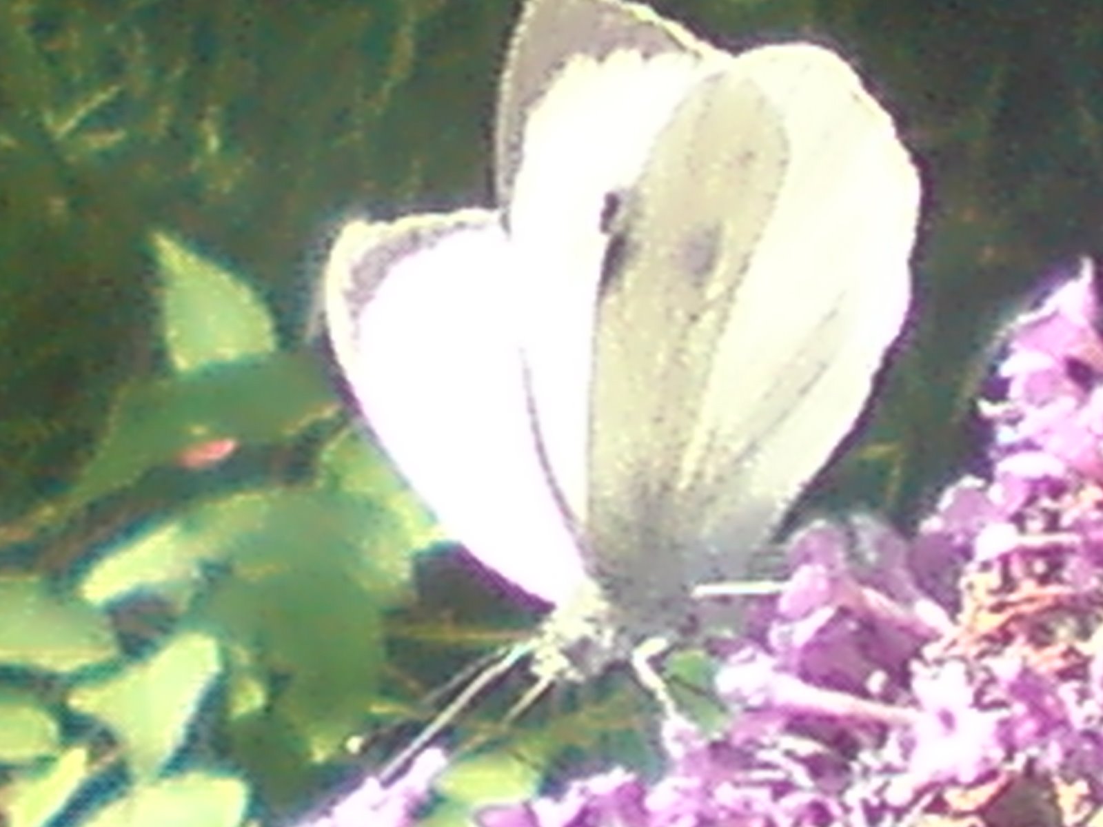 [DSC00746.JPG]