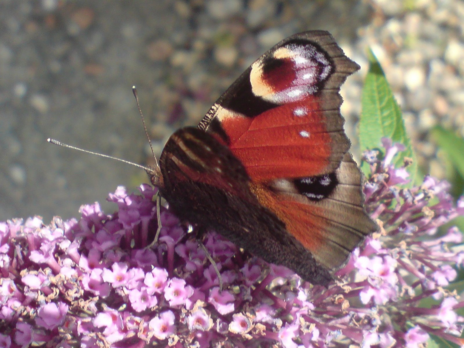 [Peacock+butterfly.JPG]