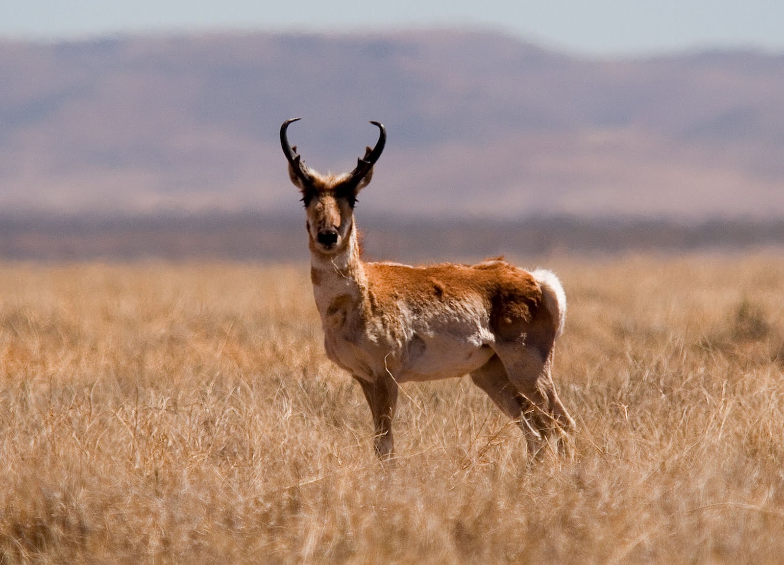 Texas Mountain Trail Daily Photo: Pronghorn Antelope