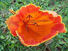 Flor de tulipeira