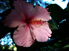 HIBISCO