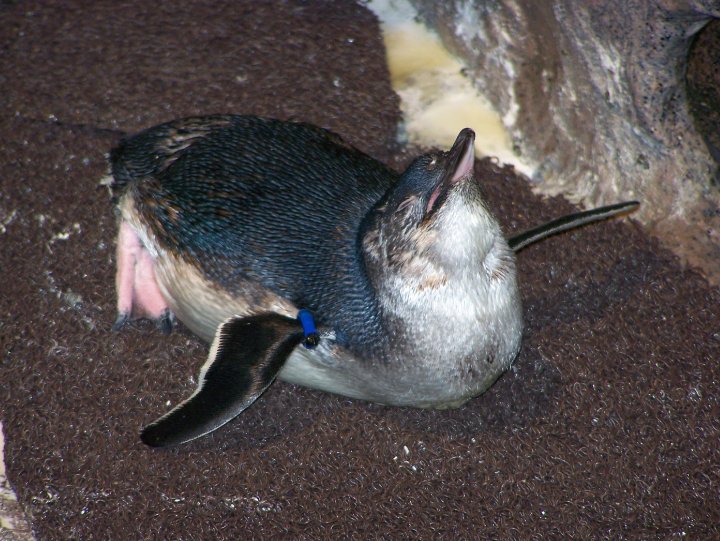 [little blue penguin.jpg]