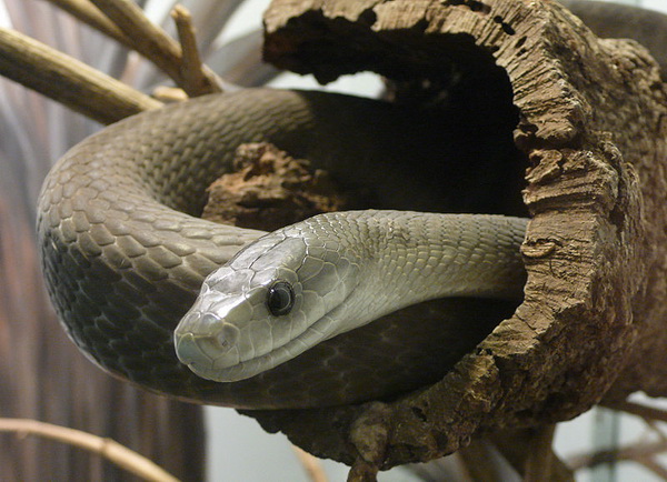 Interesting: Amazing snake Anaconda, Black Mamba and Ball ...