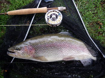 Wild rainbow from the Derbyshire Wye