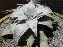 Dyckia sp (Yes, still a nameless one.)