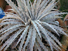 Those magnific Dyckia Hybrids have a distintive role in preserving the species.