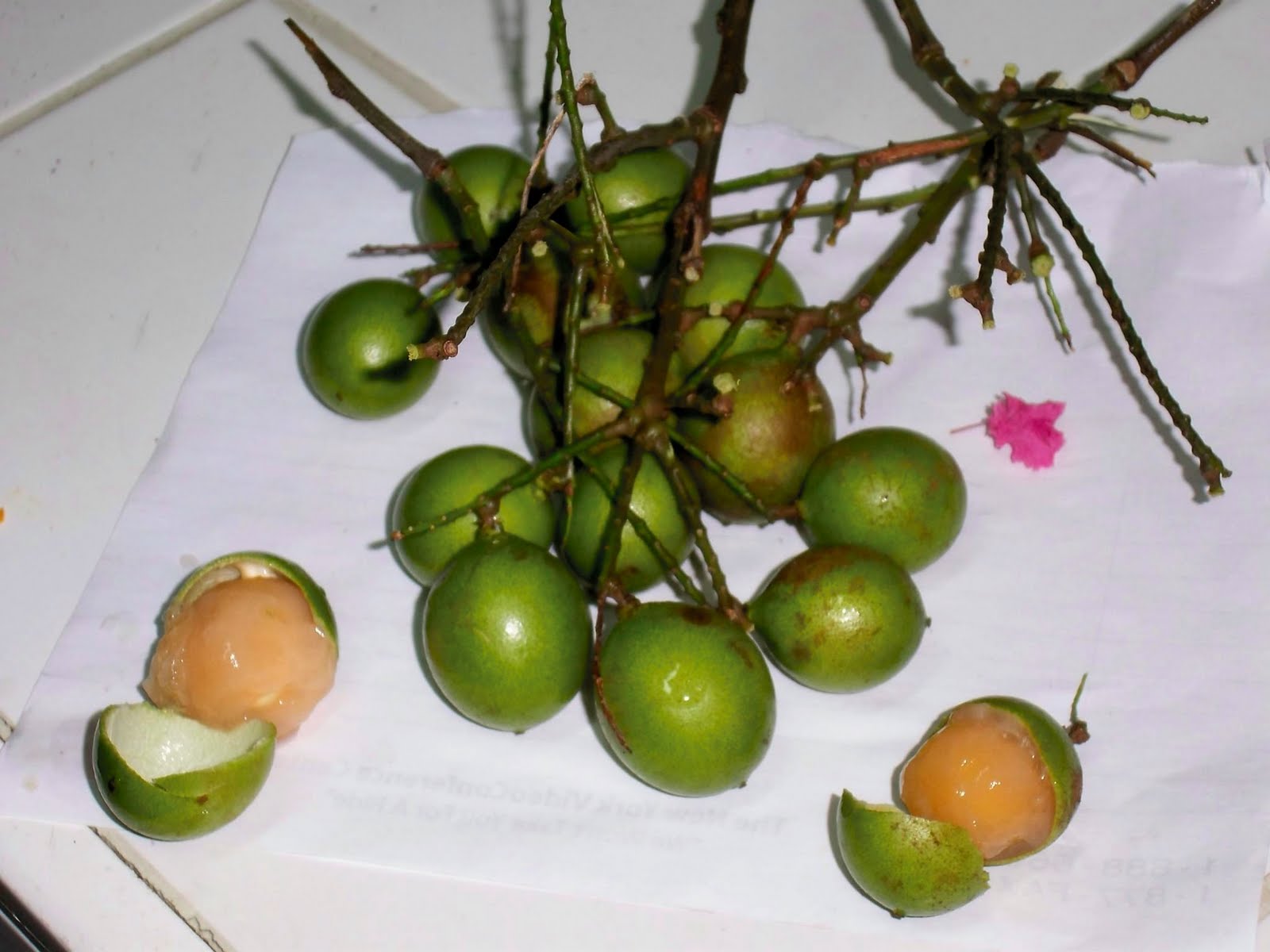 From the Backdam to the Fireside Fruits of Guyana