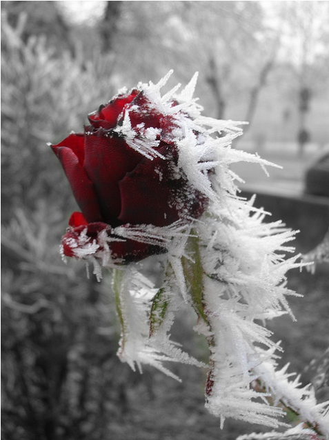 Desert Rose 2010