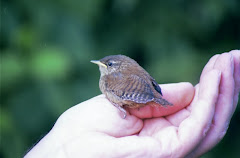 A bird in the hand