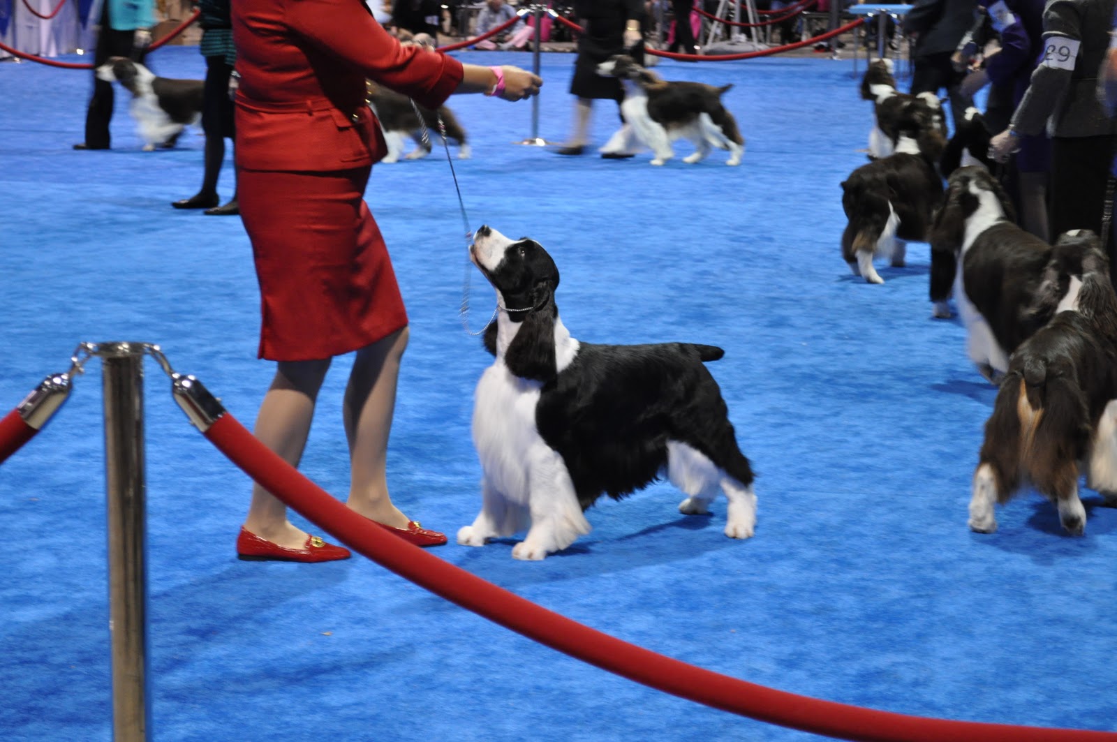 Travels, Trails and Tales AKC Eukanuba Dog Show Long Beach, California