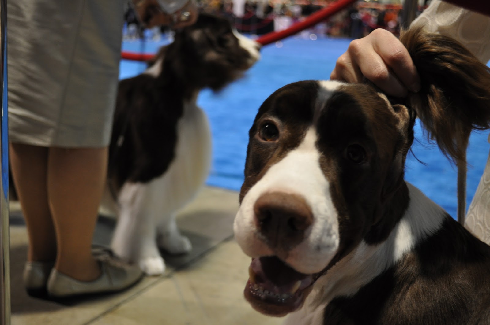 Travels, Trails and Tales AKC Eukanuba Dog Show Long Beach, California
