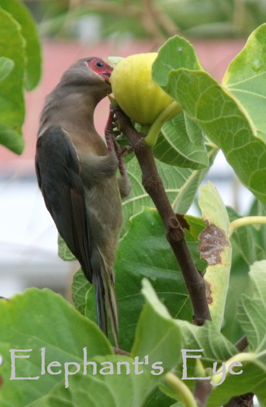 Muizz Bird Elephant's Eye: Mousebirds