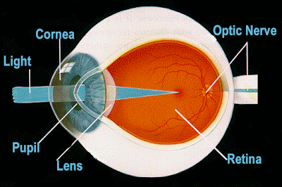 WLPedia: How the eye works