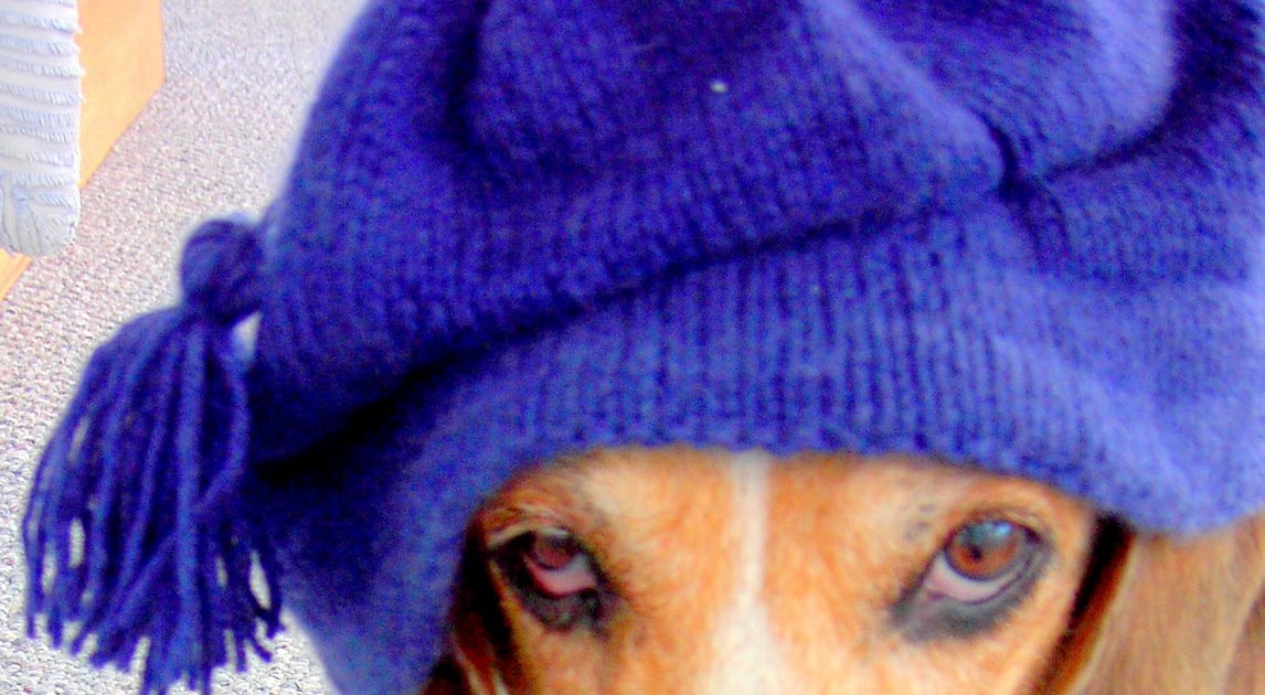 The Knitting Blog by Mr. Puffy the Dog Night Cap Anyone?