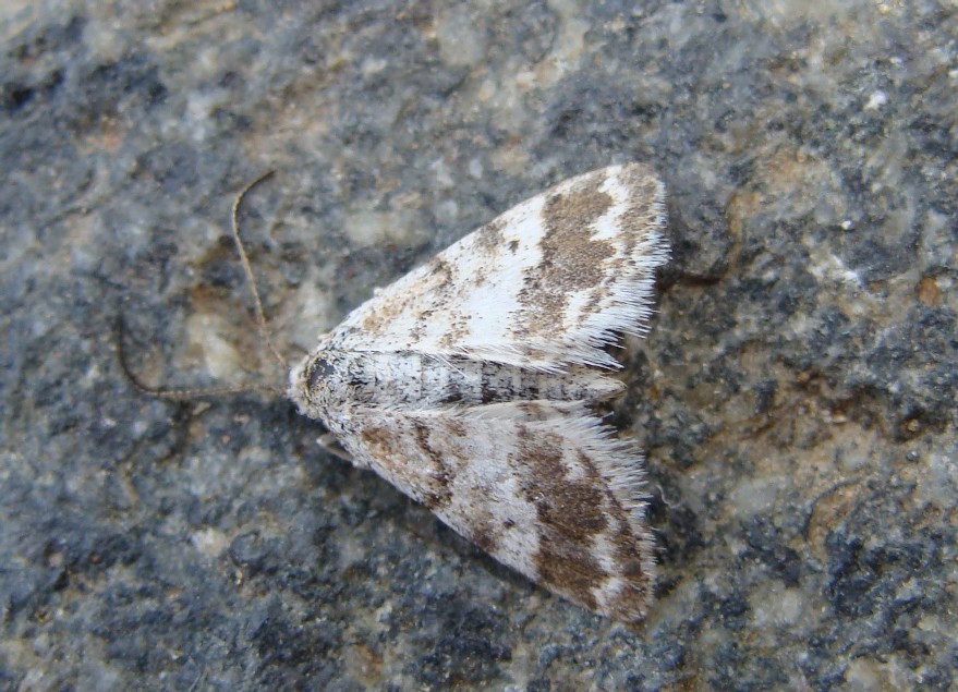 [Idaea+nexata1.jpg]