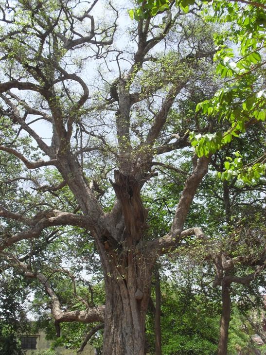 Braj Vrindavan Heritage Alliance: Kaladhari Ashram