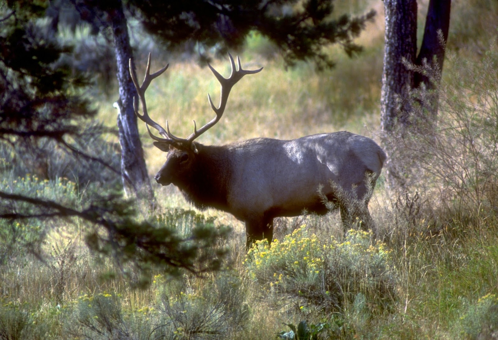 Backcountry Utah's Outdoor Adventure Journal Hardware Ranch Elk