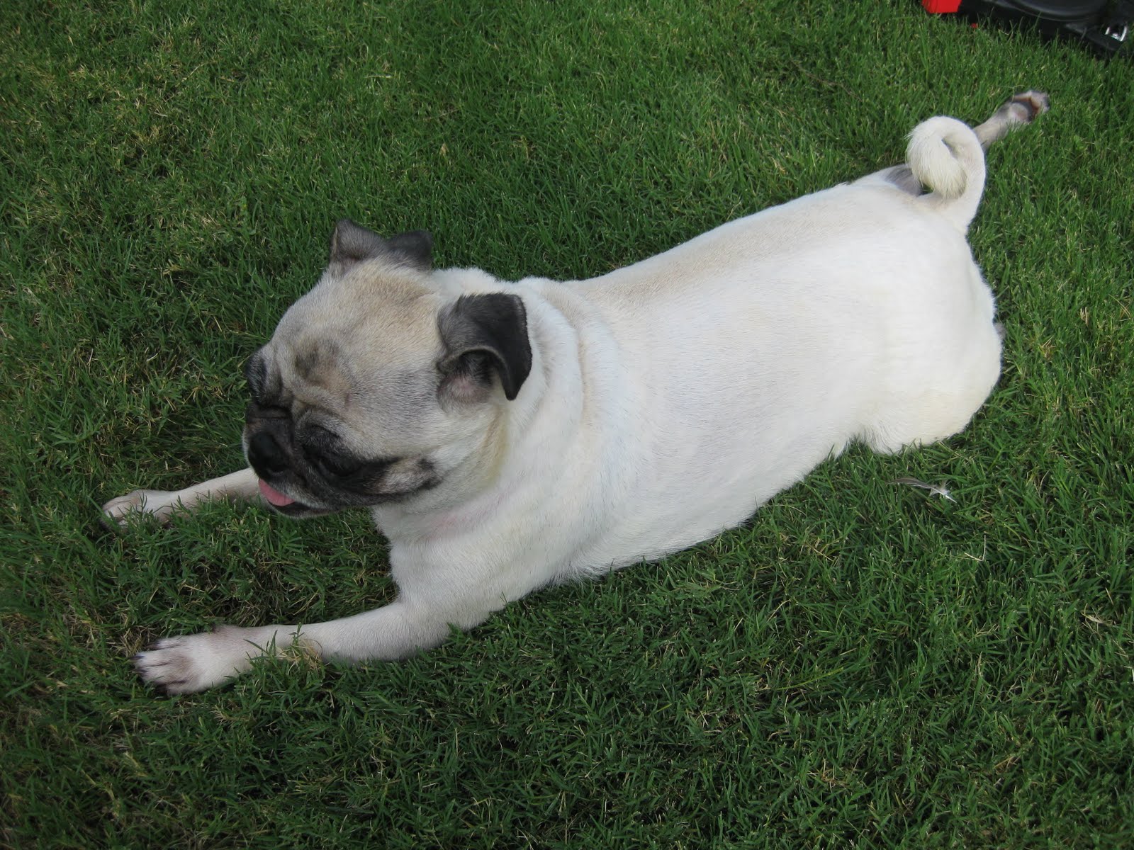 JAMIEBUG CF CEPACIA LUNG TRANSPLANT Shaved the PUG