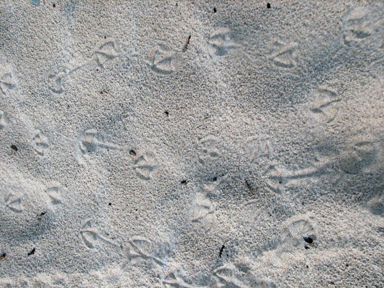 [sand+art+by+gull.jpg]