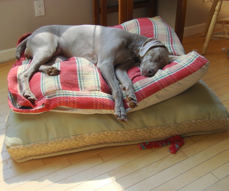 RoseWin Weimaraners Aramis, 13 weeks old comfortable and daring to