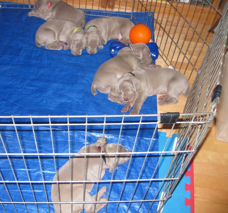 RoseWin Weimaraners Dec.7, 2010 PUPPIES 4 WEEKS OLD with the