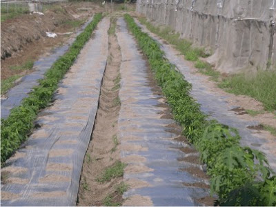 GREEN GARDEN