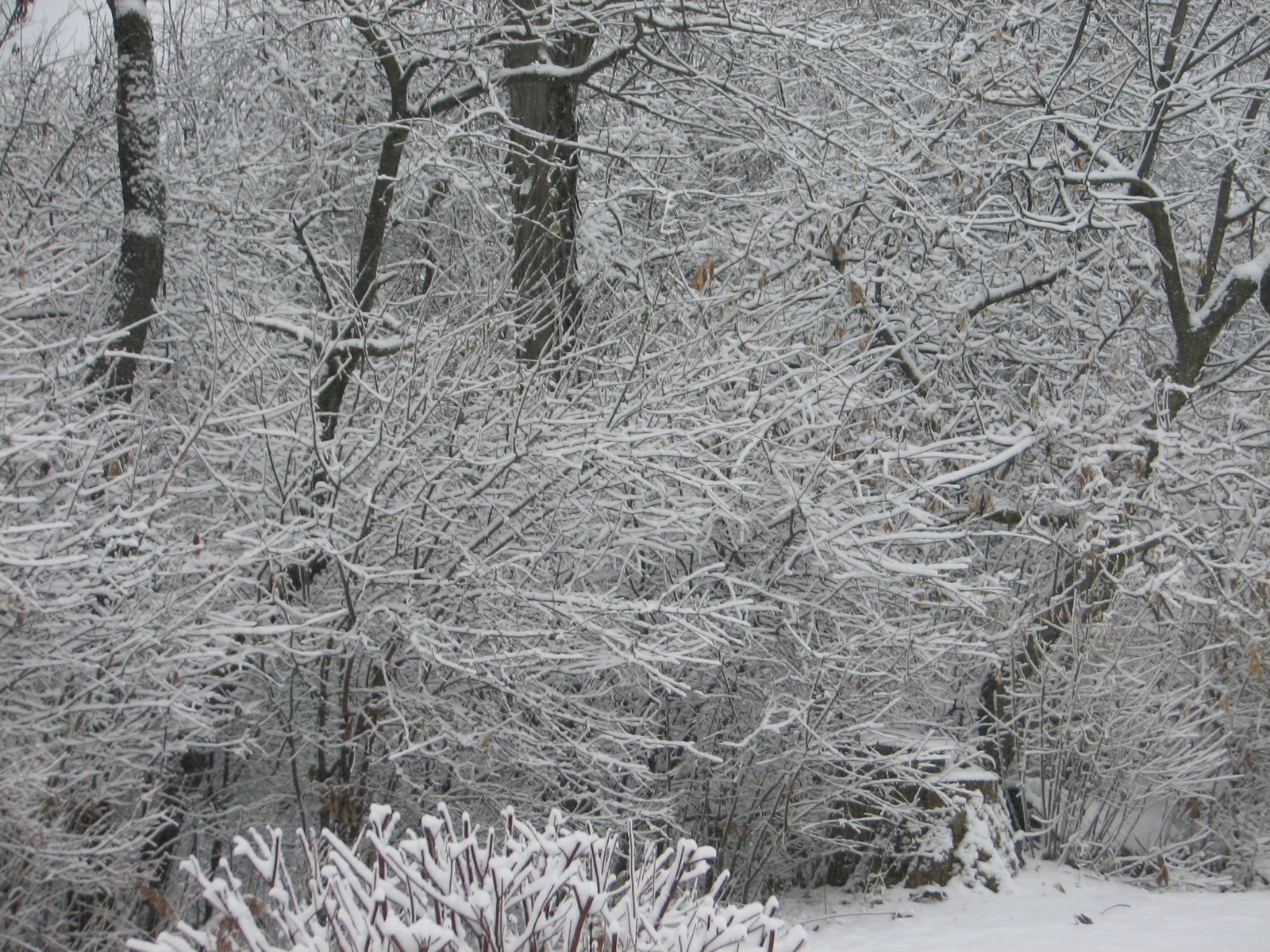 [IMG_5173.JPG]