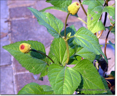 yorkhun+haman+-+Toothache+plant%3B+paracress+(Acmella+oleracea),+a+flowering+herb+whose+small+leaves+are+eaten..jpg