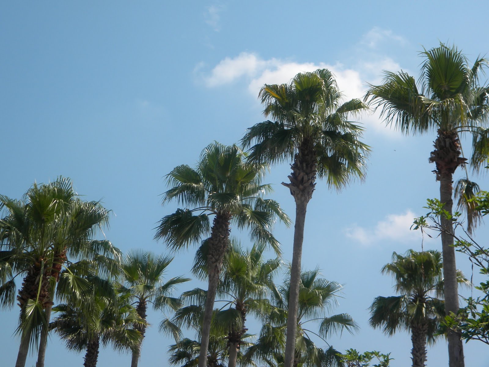 Common Trees In Orlando Fl at Annie Shea blog