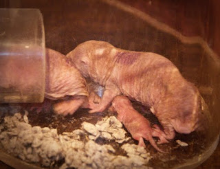 Naked mole-rat migration is a scientific riddle - The 