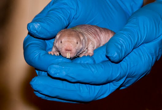 Naked Mole Rats Go Nationwide | Pacific Science Center
