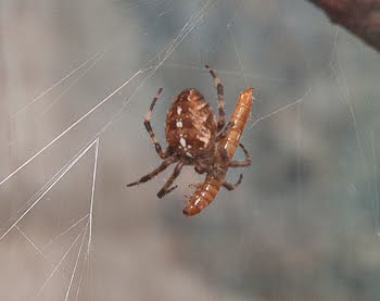 Pacific Science Center Life Sciences: Orb Weavers