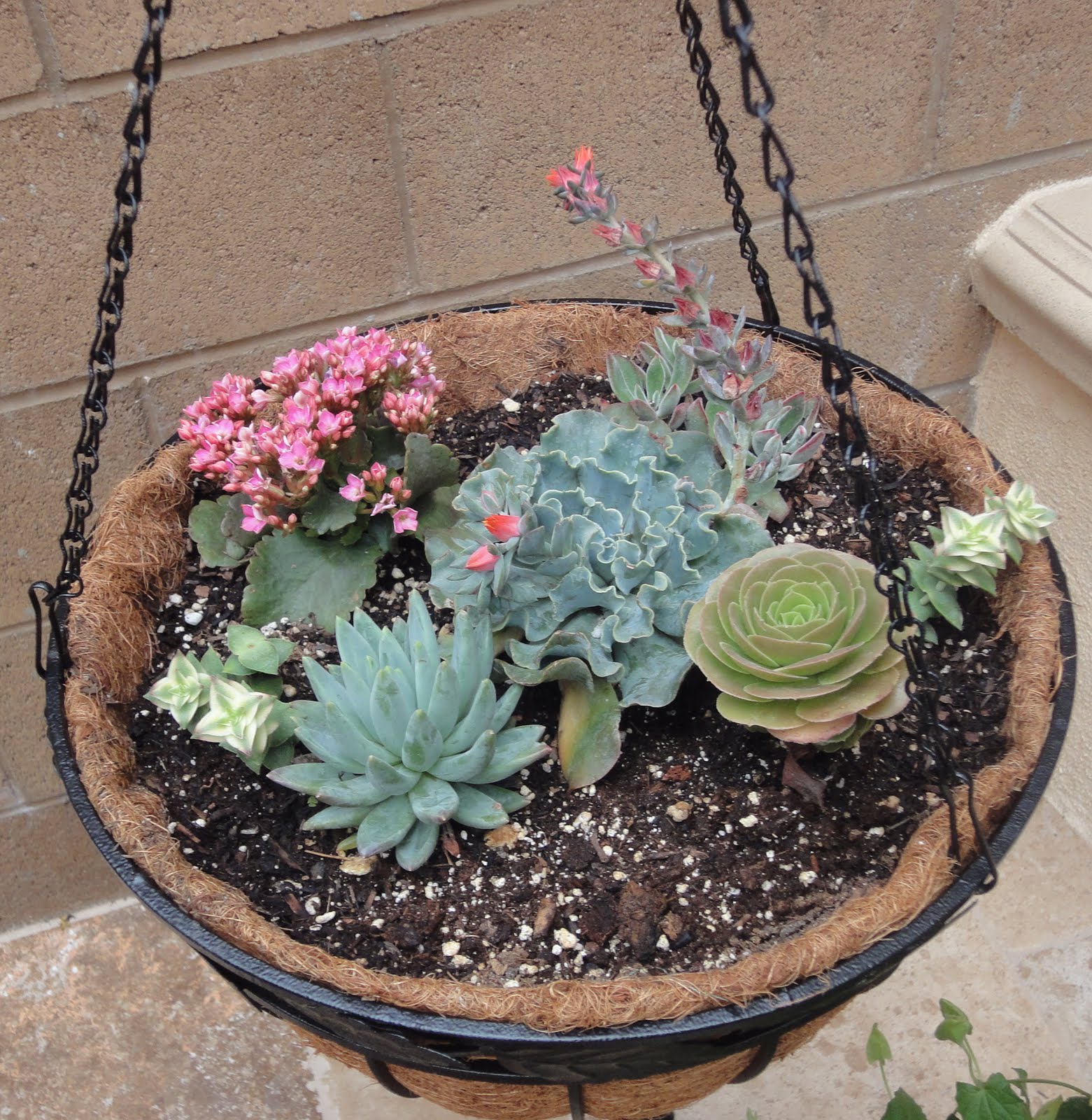 My Ordinary Life Succulent Basket