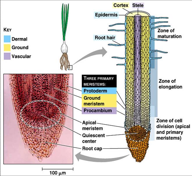 SCIENCE AND TECHNOLOGY Plants Anatomy along with