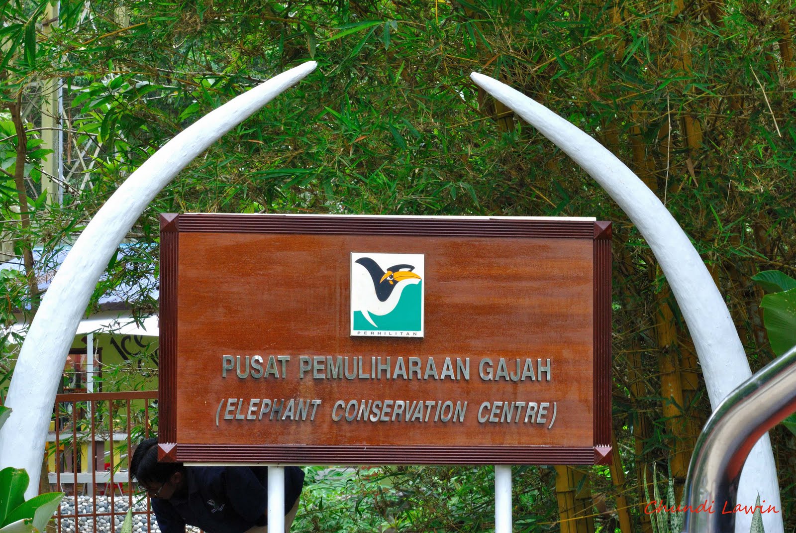 CLs IMAGES: Kuala Gandah, National Elephant Conservation Centre (Pahang)