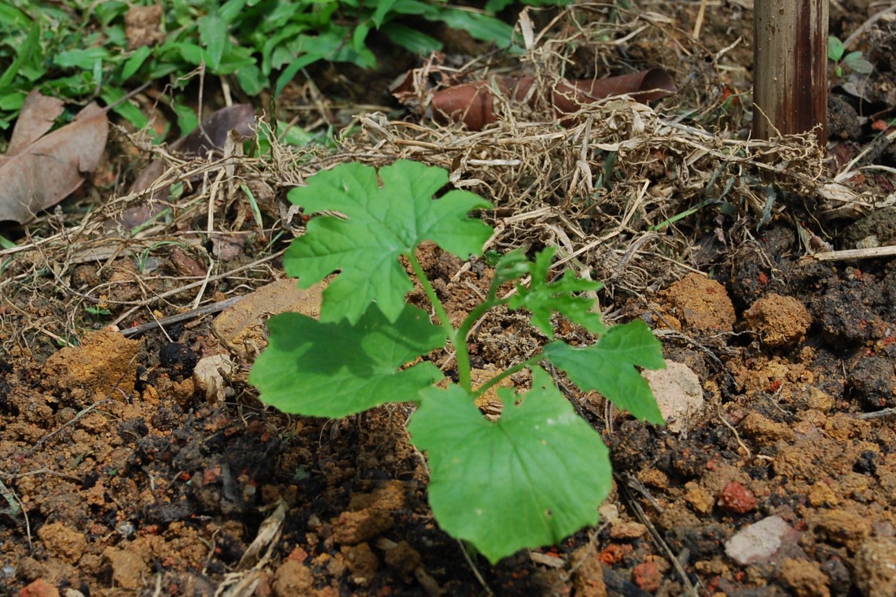My little vegetable garden Bitter gourds crawling up