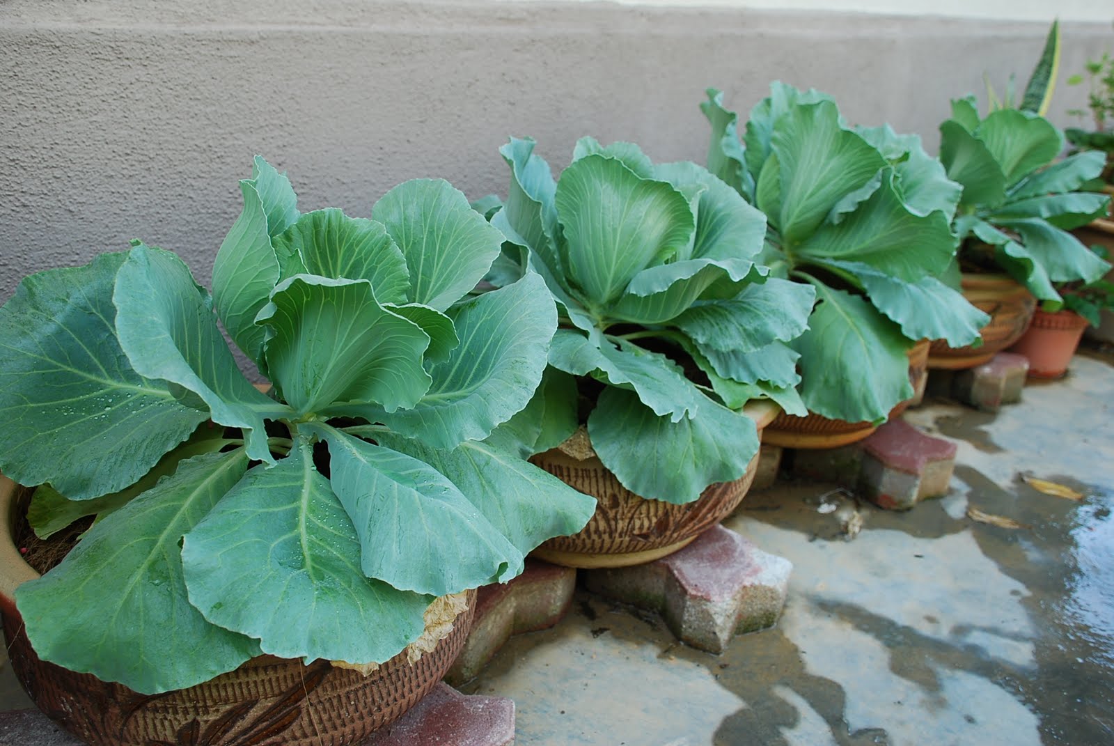 My little vegetable garden Cabbage updates on growth stage.