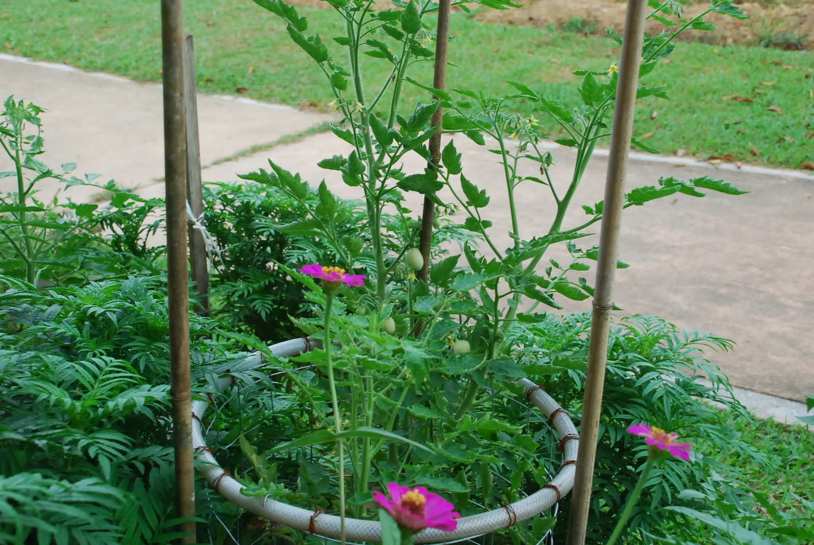 My little vegetable garden My caged tomato and its companions