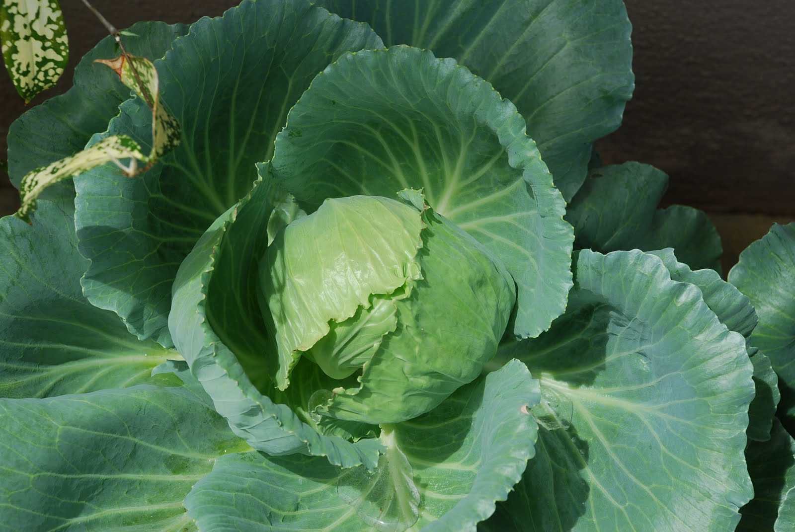 My little vegetable garden cabbage heads.