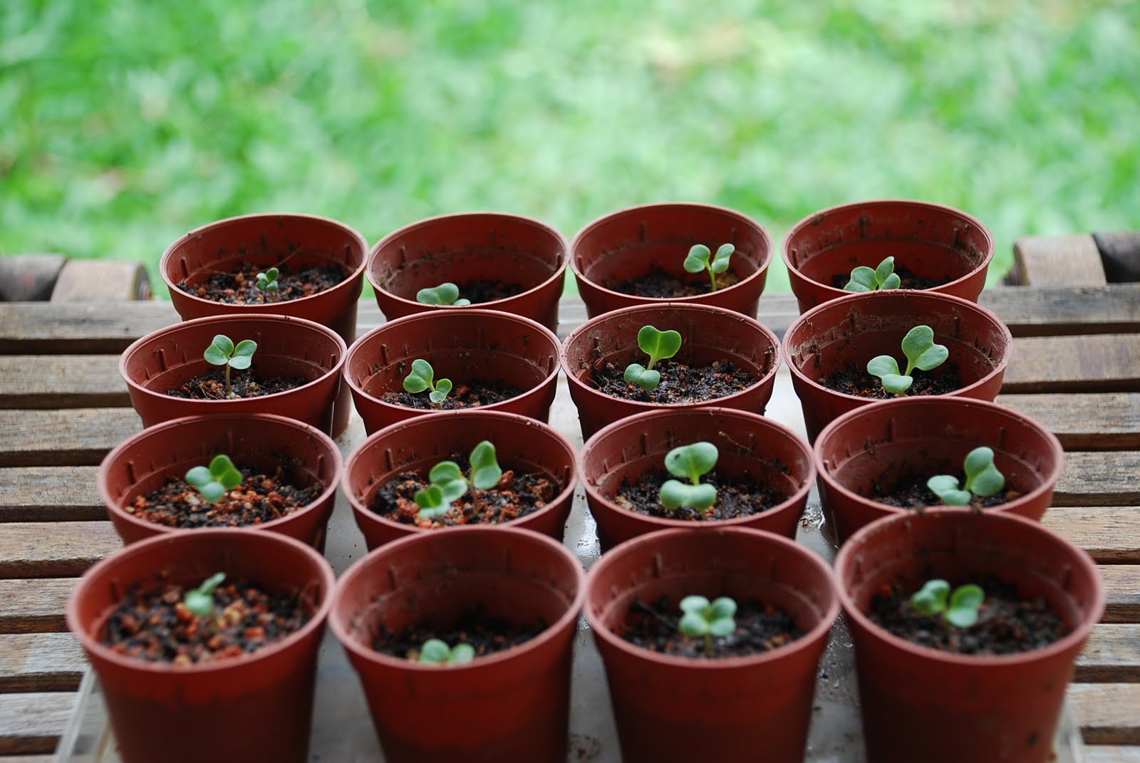 My little vegetable garden Introducing Kale into the garden.