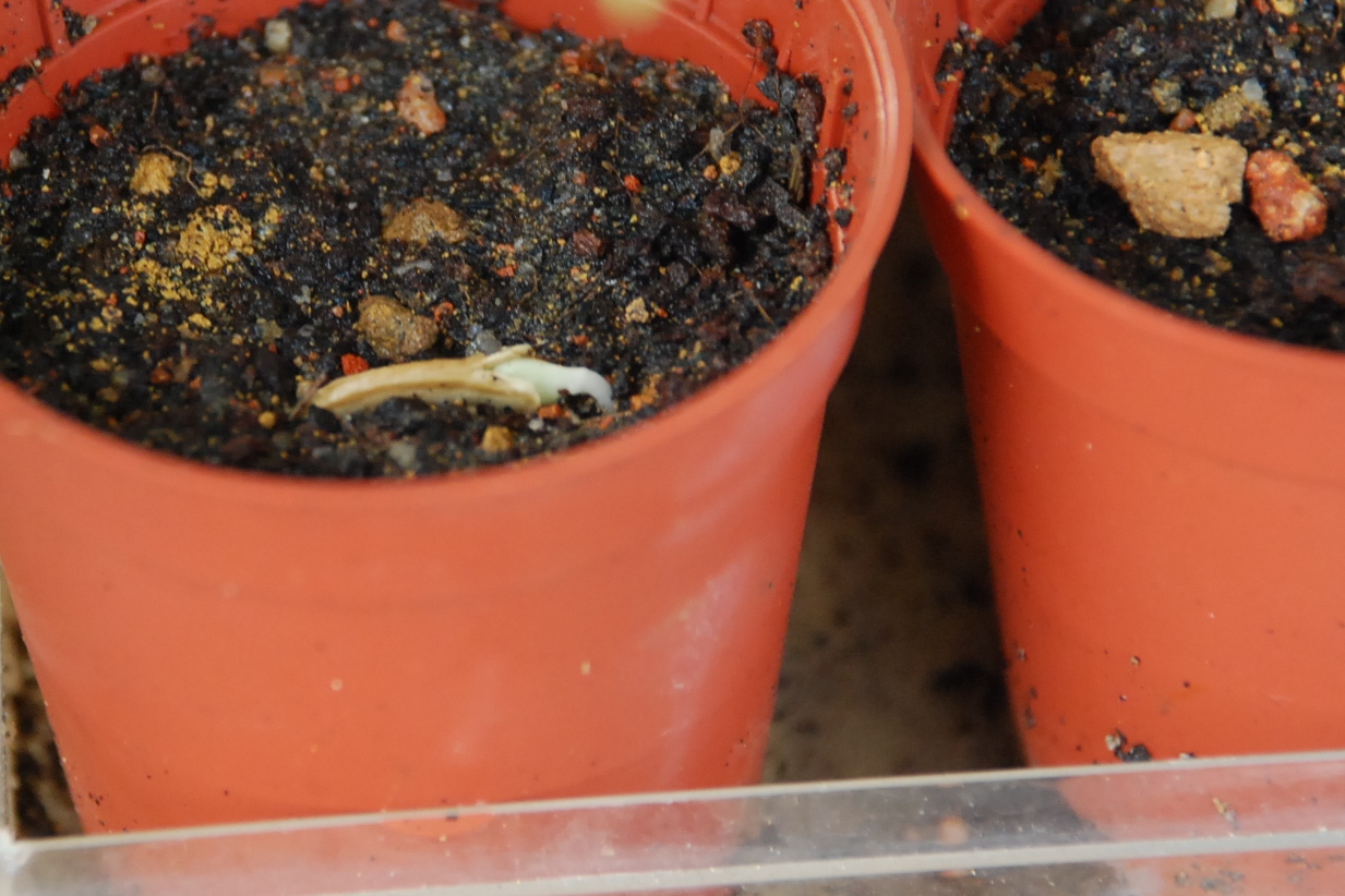 My little vegetable garden pumpkins germinating
