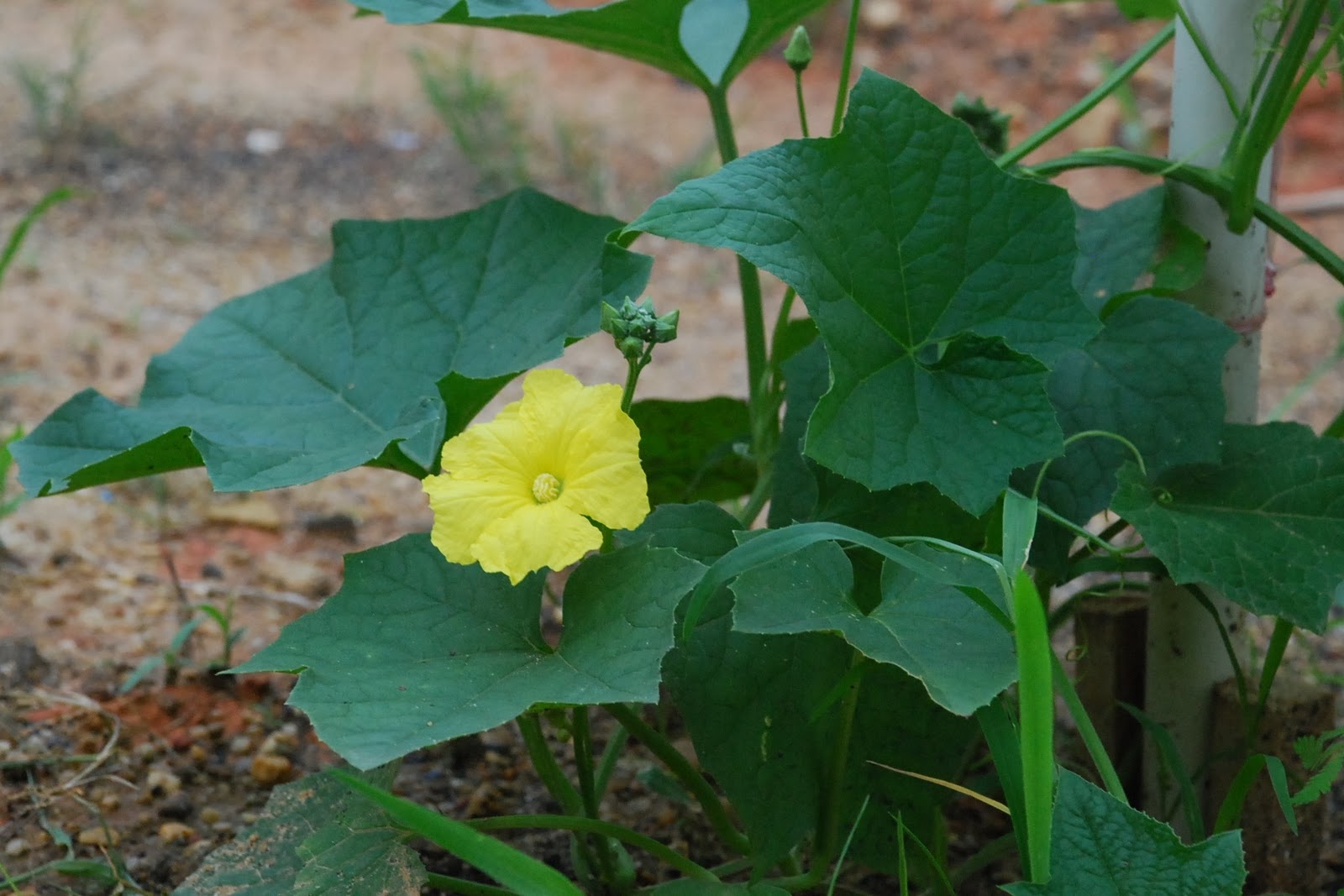 My little vegetable garden Six petola / luffa taking turns flowering