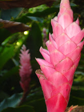 Flower Used for Shampoo