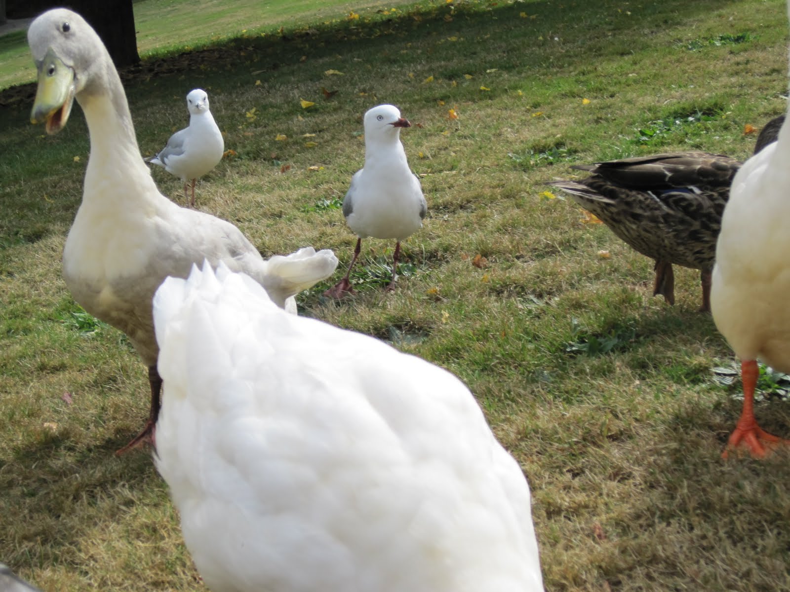 Williams Family Adventure: Timaru