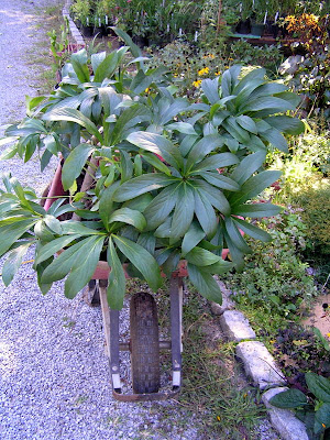 Old Country Gardens: Dividing Hellebores