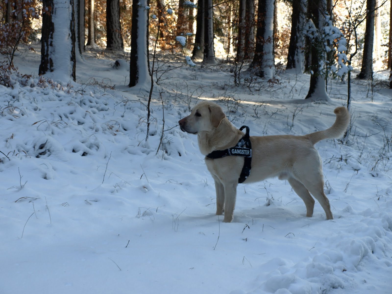 Herzlichen Glückwunsch Zum Geburtstag Hund