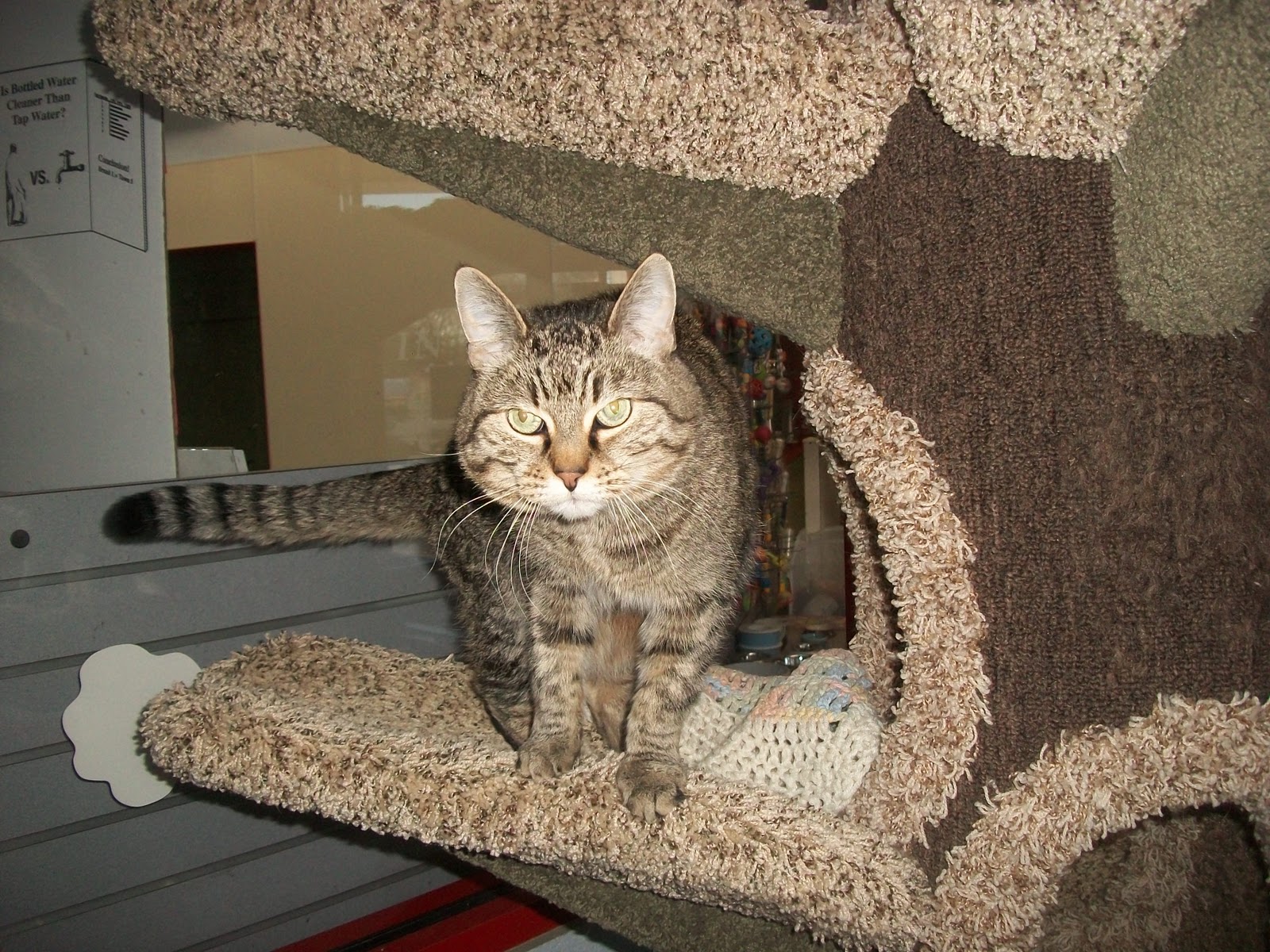 Best Friends Pet Care, Prairie View