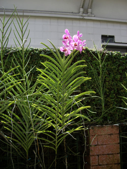 One Grubby Crow in Trinidad & Tobago Orchids